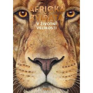 Africká zvířata: V životní velikosti