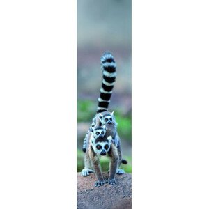 3D záložka - Lemur Family