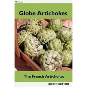 Globe Artichokes
