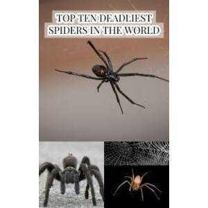 Top Ten Deadliest Spiders in the World