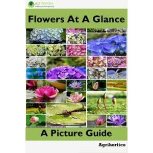 Flowers at a Glance