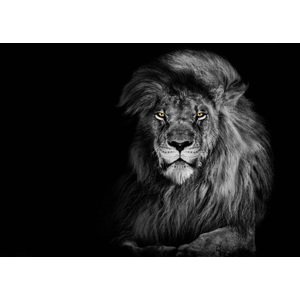 3D pohľadnica Lion Black&White