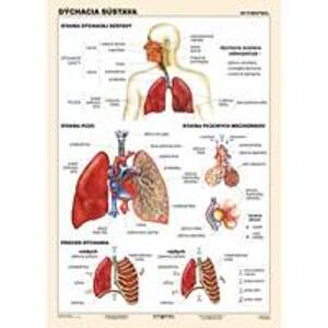 Dýchacia sústava (A4) - Tabuľka - autor neuvedený