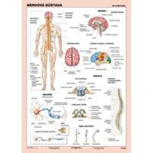 Nervová sústava (A4) - Tabuľka - autor neuvedený