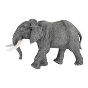 Slon africký - autor neuvedený