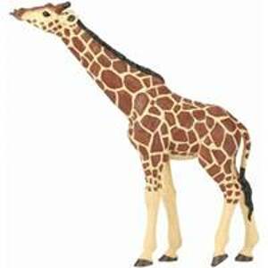 Žirafa s nataženým krkem - autor neuvedený