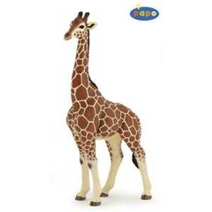 Žirafa samec - autor neuvedený